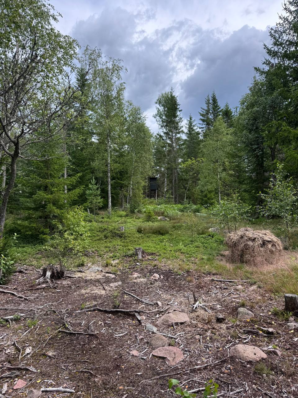 Jakt i Sverige
