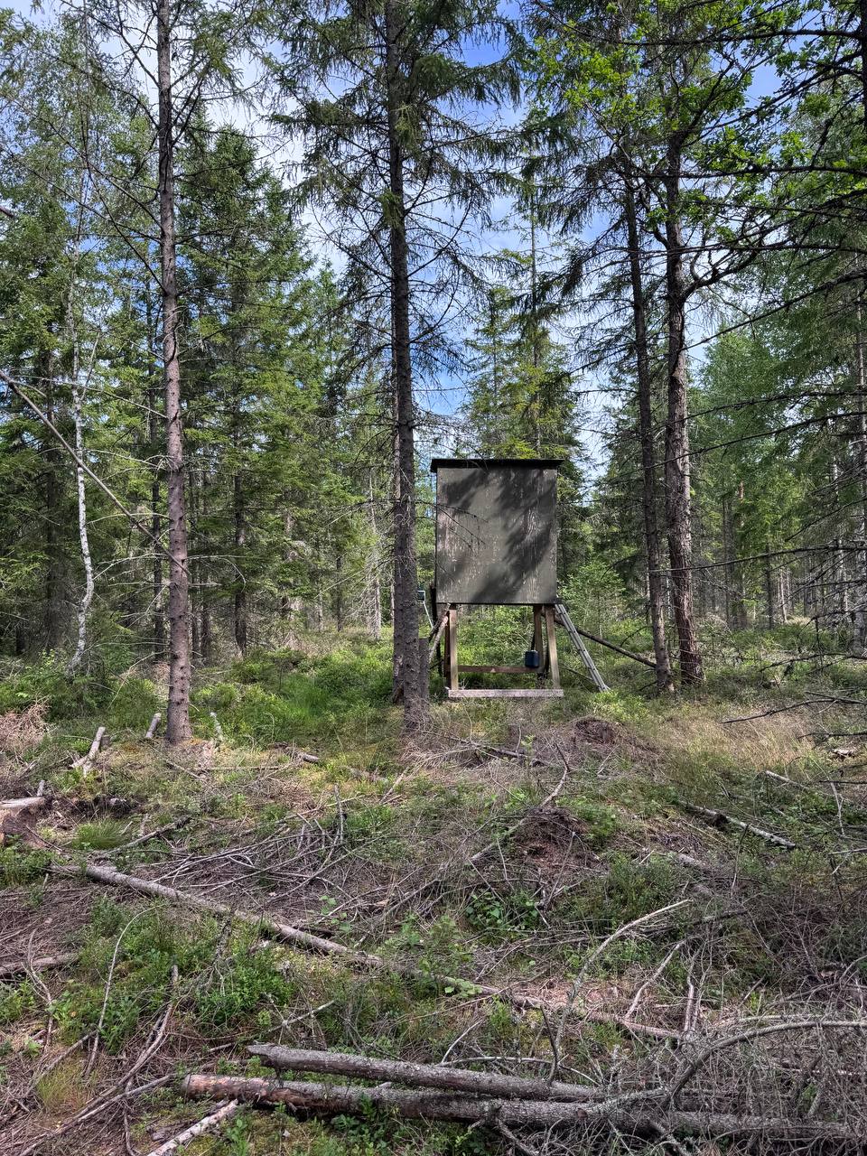 Jakt i Sverige