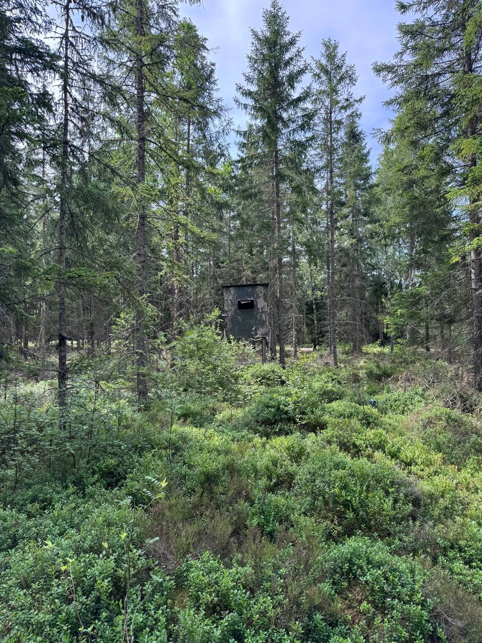 Jakt i Sverige